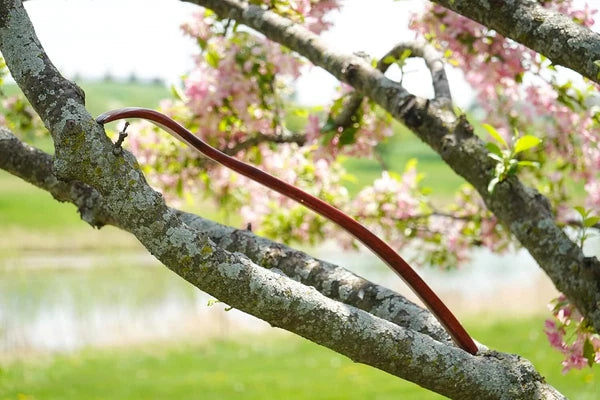 Oversized Wooden Back Scratcher: 18'' Extended Curved Handle for Better Reach,